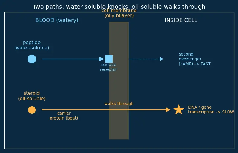Figure — Hormones — peptide vs steroid (overview)