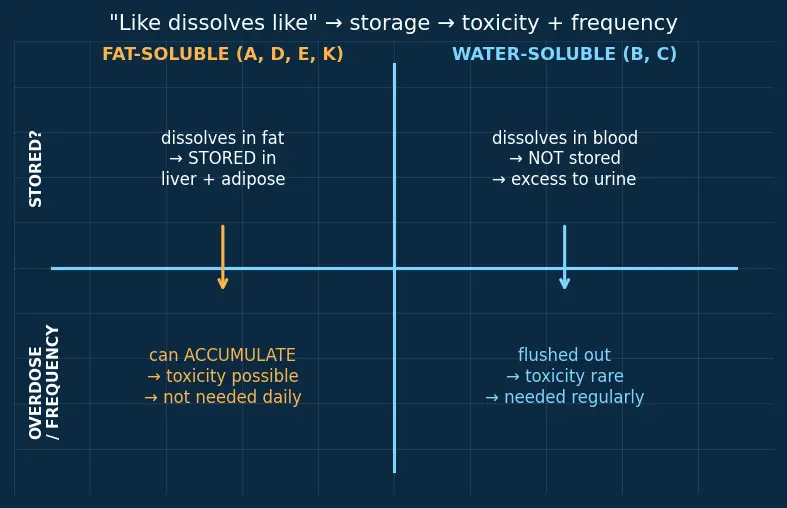 Figure — Vitamins — fat-soluble (A, D, E, K) vs water-soluble (B-complex, C)