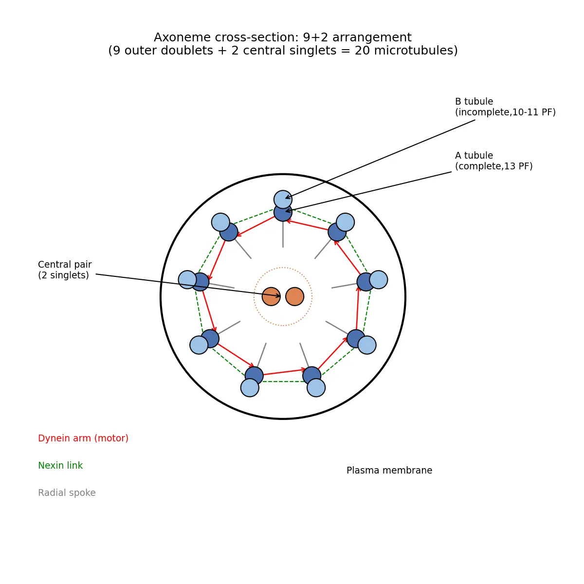 Figure — Describe cilia and flagella structure (9+2 arrangement)