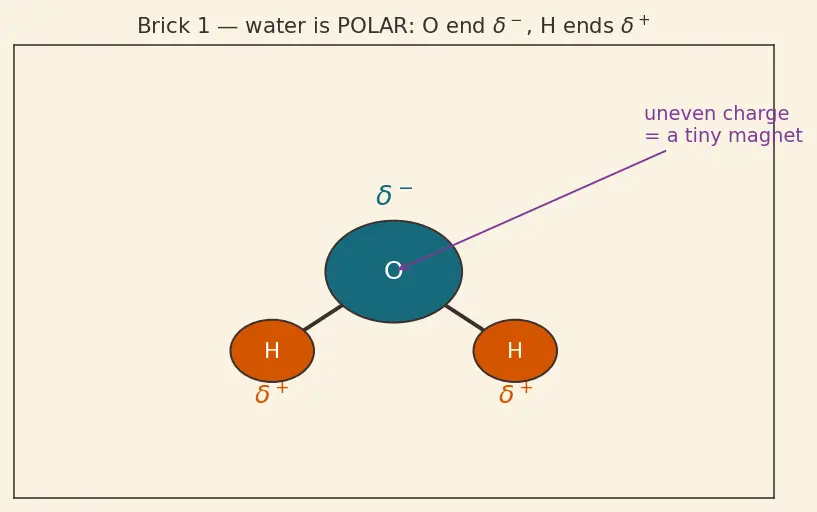 Figure — Hormones — peptide vs steroid (overview)
