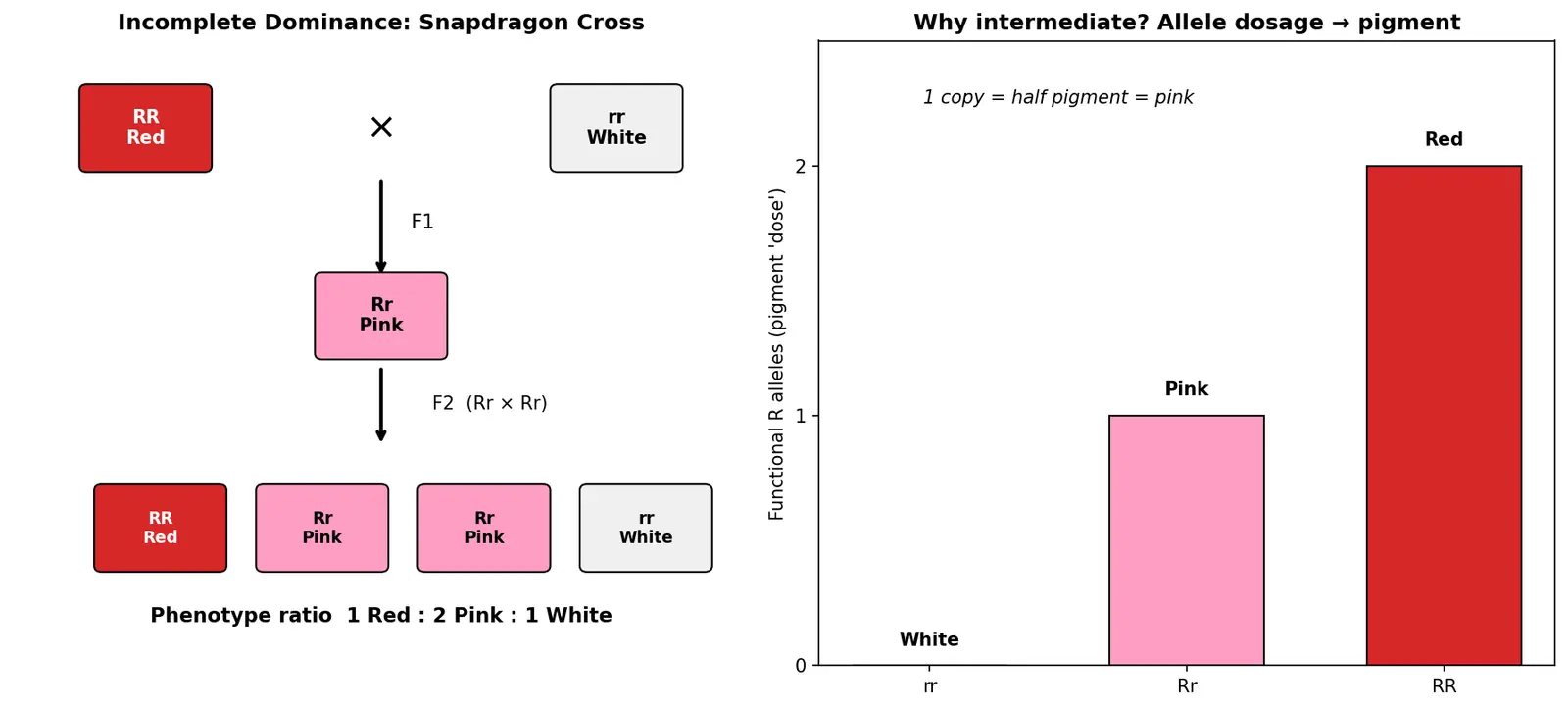 Figure — Explain incomplete dominance