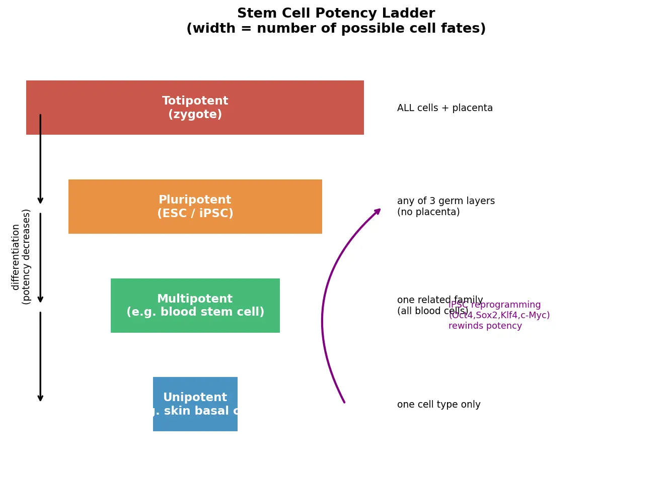 Figure — Describe stem cells and regenerative medicine