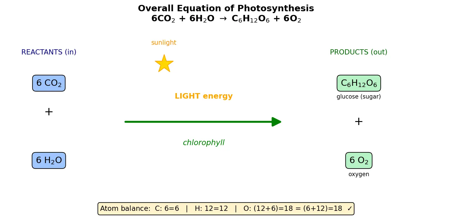 Figure — Write the overall equation for photosynthesis