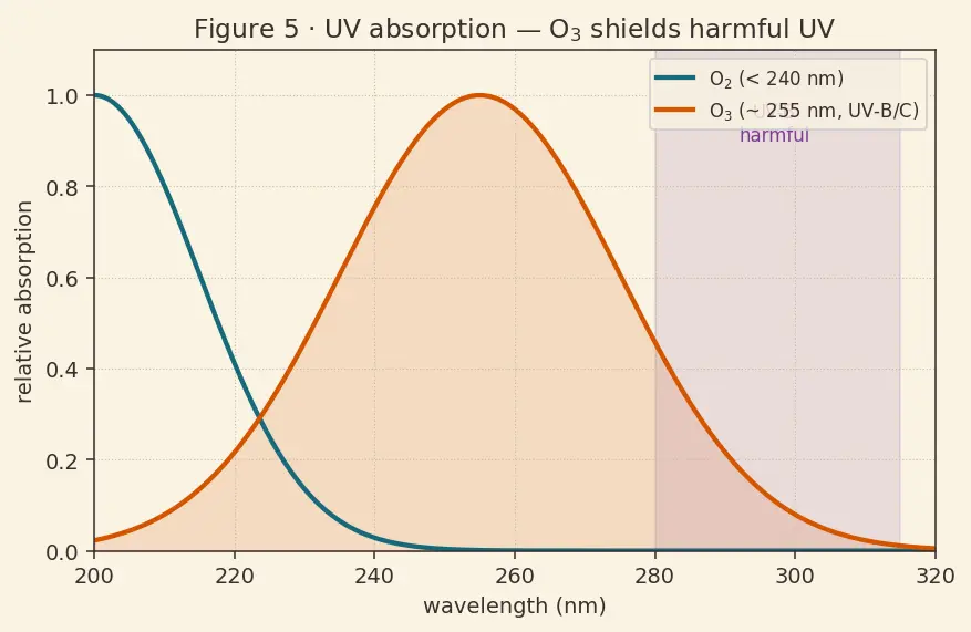 Figure — Group 16 (Oxygen family) — allotropes of O (O₂, O₃); ozone chemistry, ozone layer