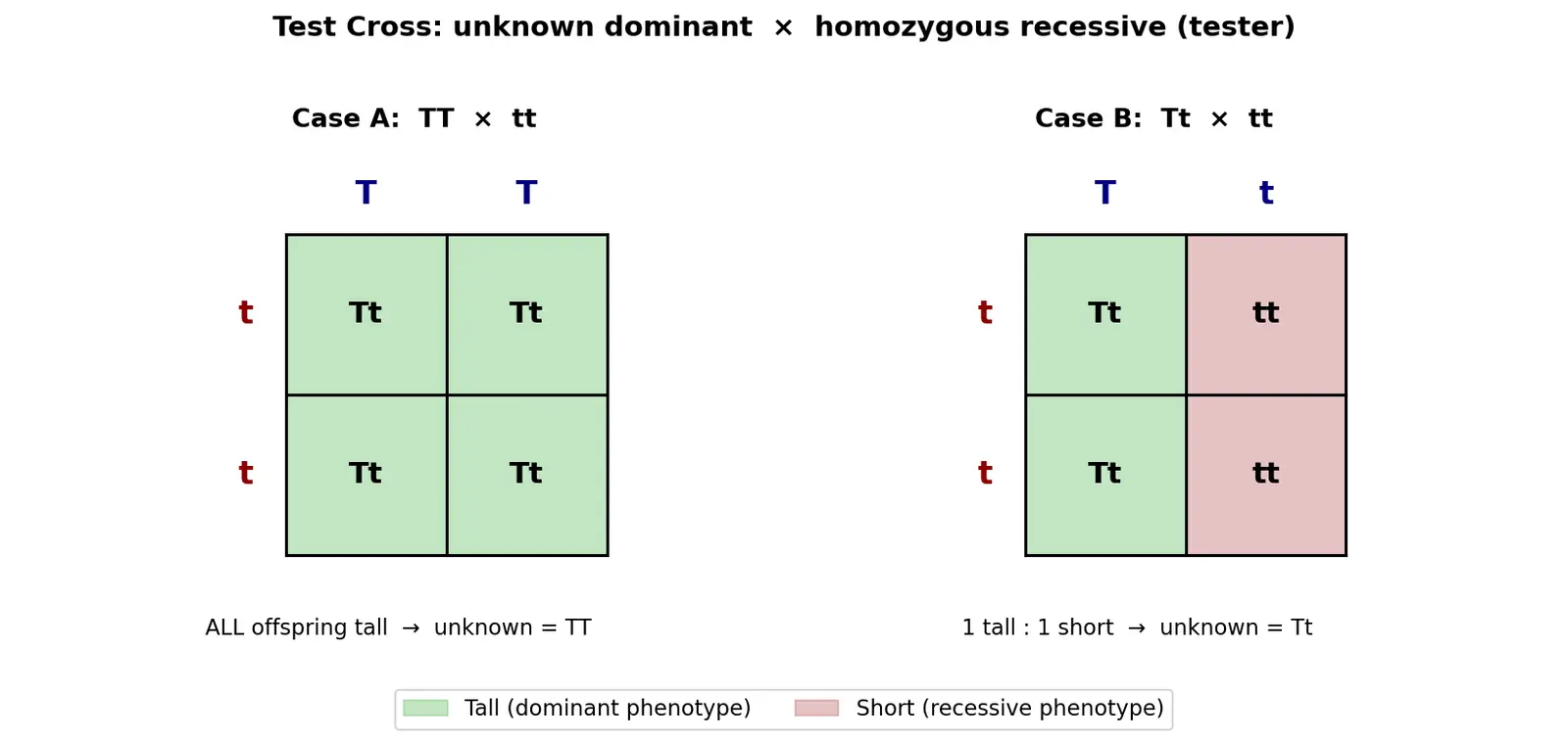 Figure — Use the test cross to determine genotype