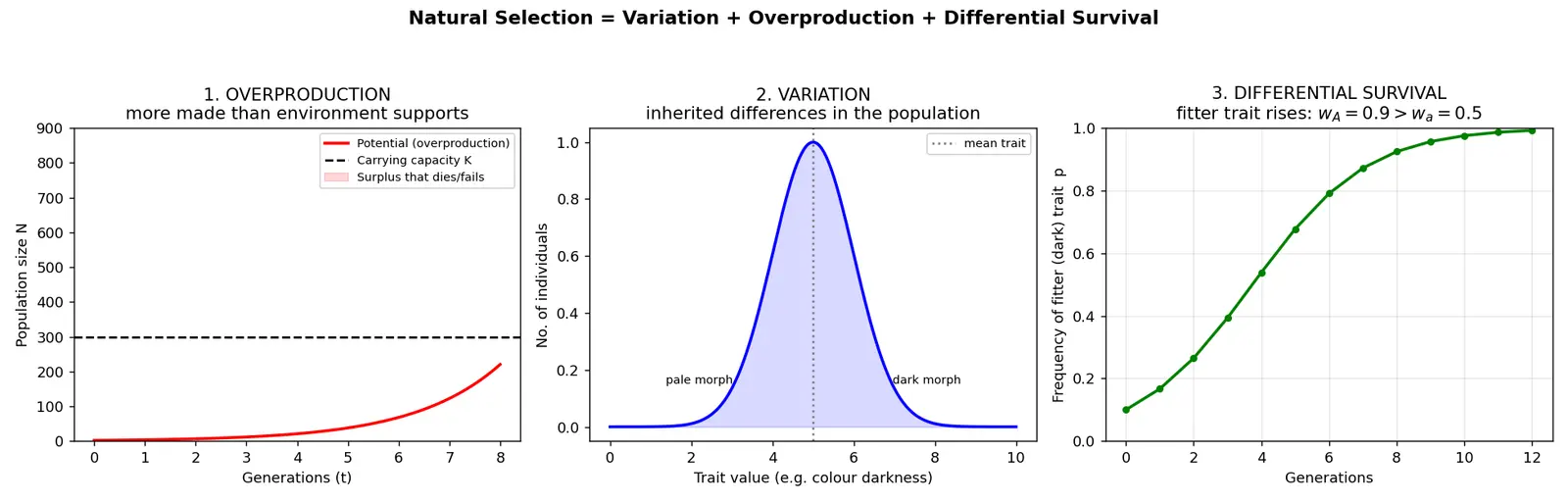 Figure — Explain variation, overproduction, and differential survival