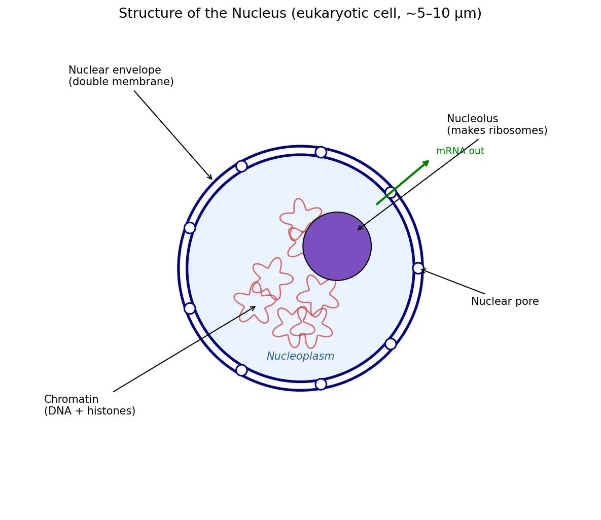 Figure — Describe nucleus structure and function