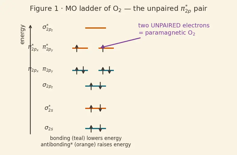 Figure — Group 16 (Oxygen family) — allotropes of O (O₂, O₃); ozone chemistry, ozone layer