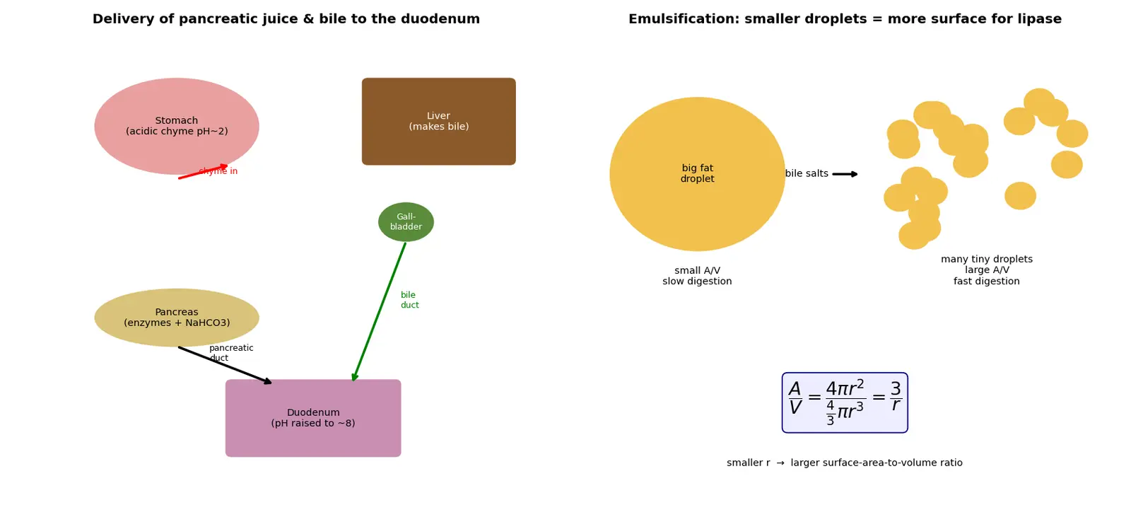 Figure — Explain the role of the pancreas and bile
