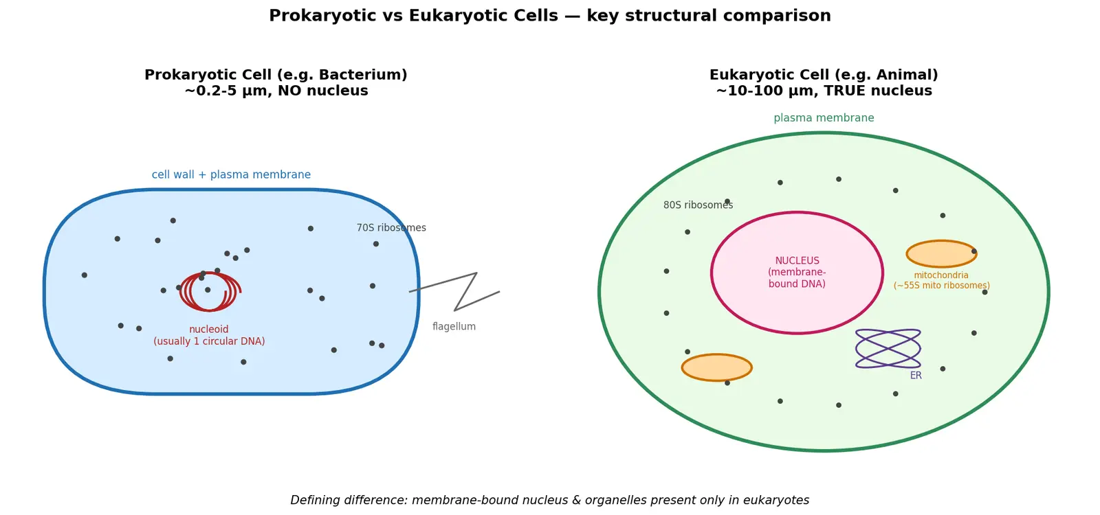 Figure — Compare prokaryotic and eukaryotic cells