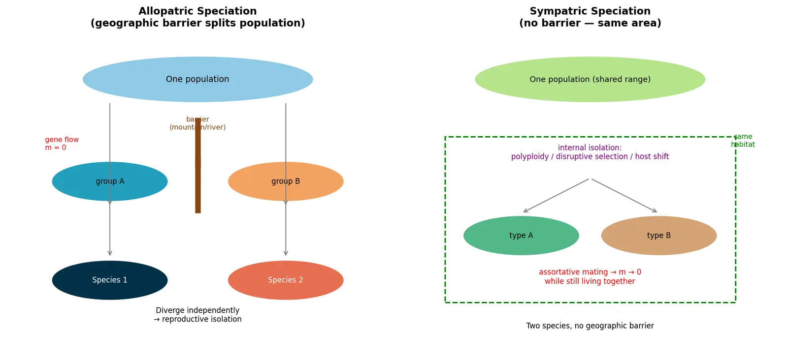 Figure — Distinguish allopatric and sympatric speciation