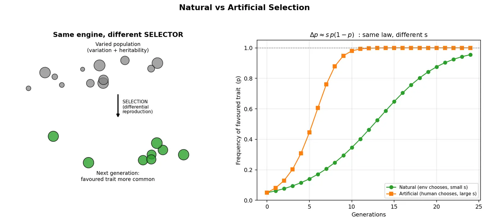 Figure — Distinguish natural and artificial selection