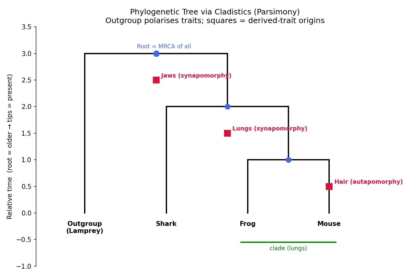 Figure — Explain phylogenetic trees and cladistics