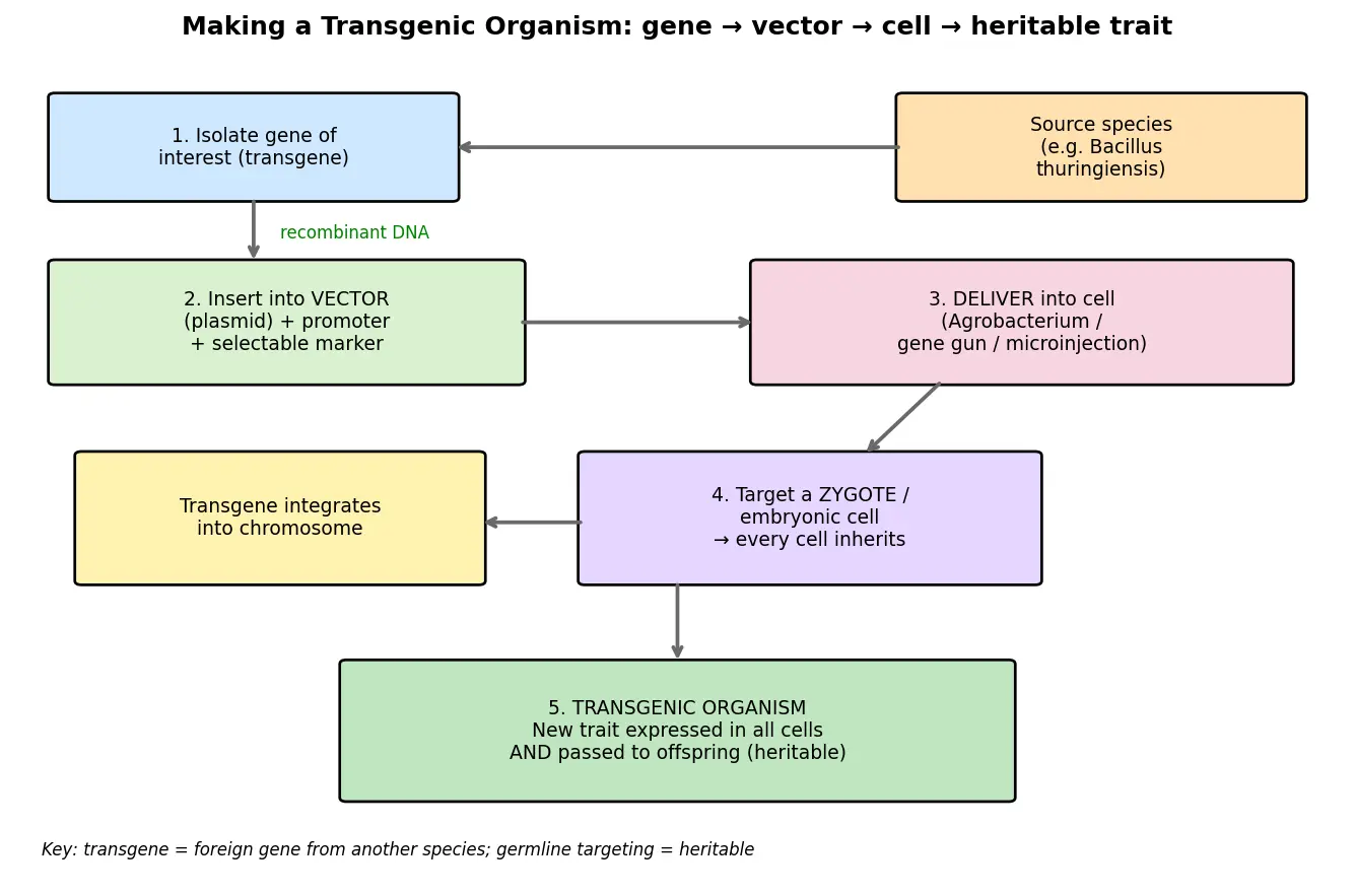 Figure — Describe transgenic organisms and GMOs
