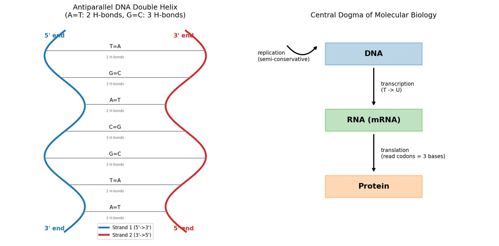 Figure — Nucleic acids — DNA, RNA; base pairing, double helix, replication, transcription, translation (overview)