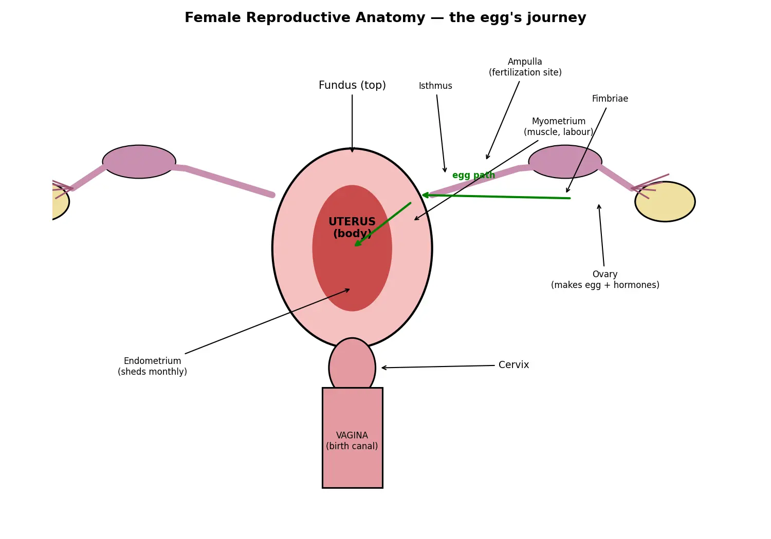 Figure — Describe female reproductive anatomy