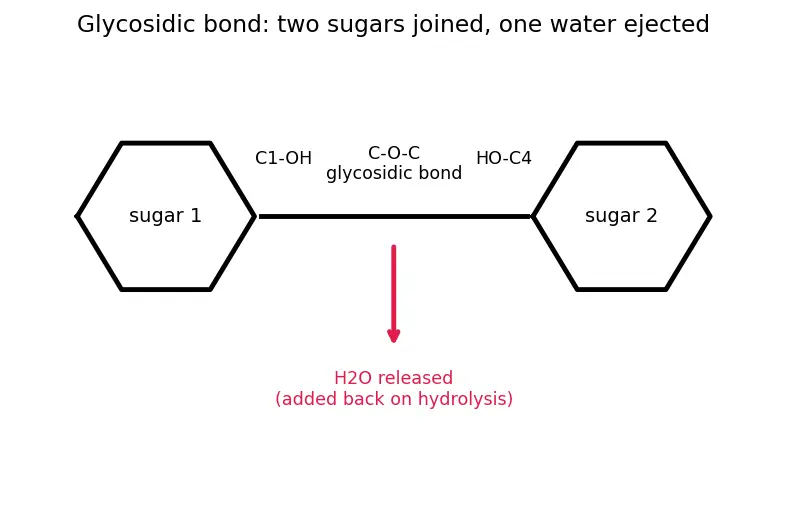 Figure — Carbohydrates — classification (mono - di - polysaccharides), Fischer - Haworth projections, mutarotation, glycosidic bo