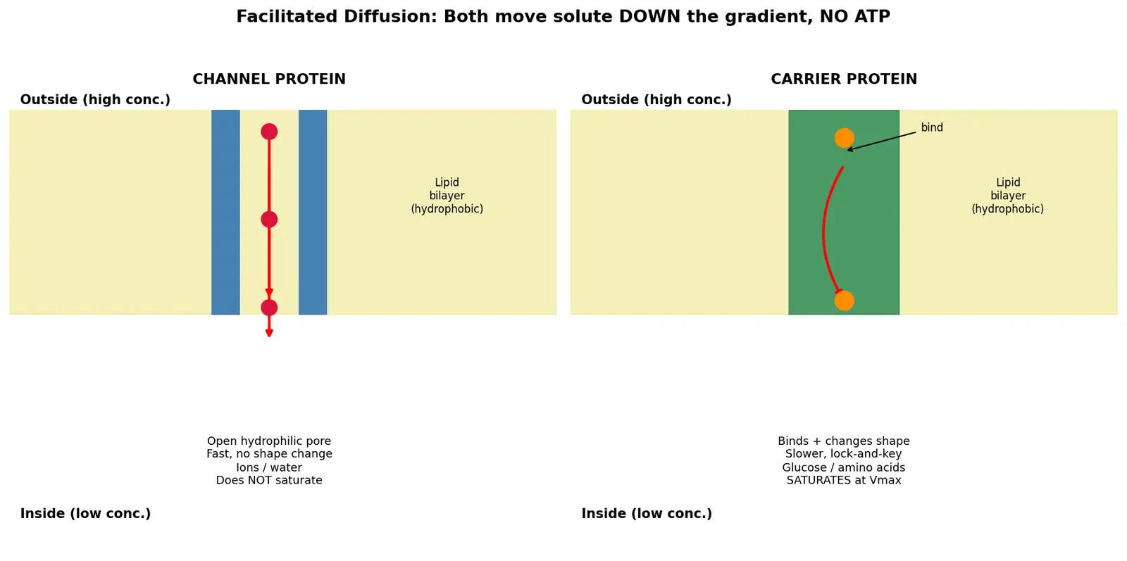 Figure — Explain facilitated diffusion and channel - carrier proteins