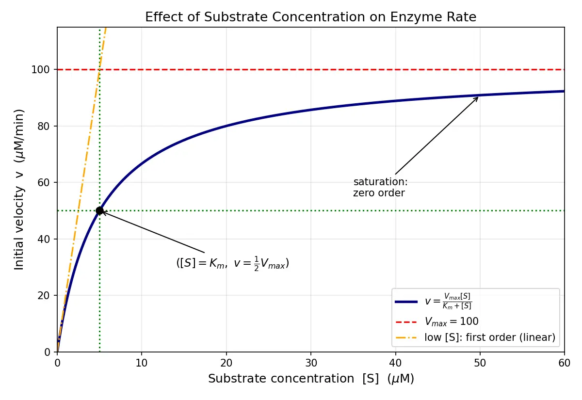 Figure — Explain substrate concentration effects