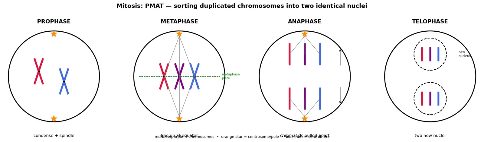 Figure — Explain the stages of mitosis (PMAT)