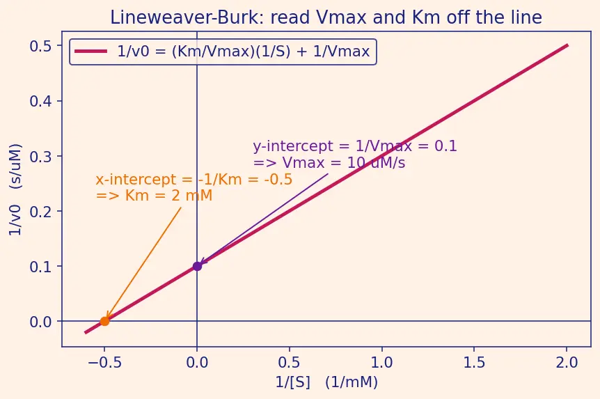Figure — Enzymes — lock-and-key vs induced fit; Michaelis-Menten kinetics