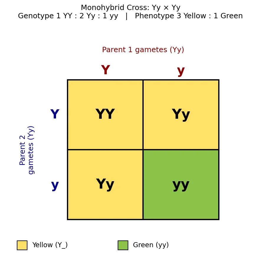 Figure — Solve monohybrid crosses with Punnett squares