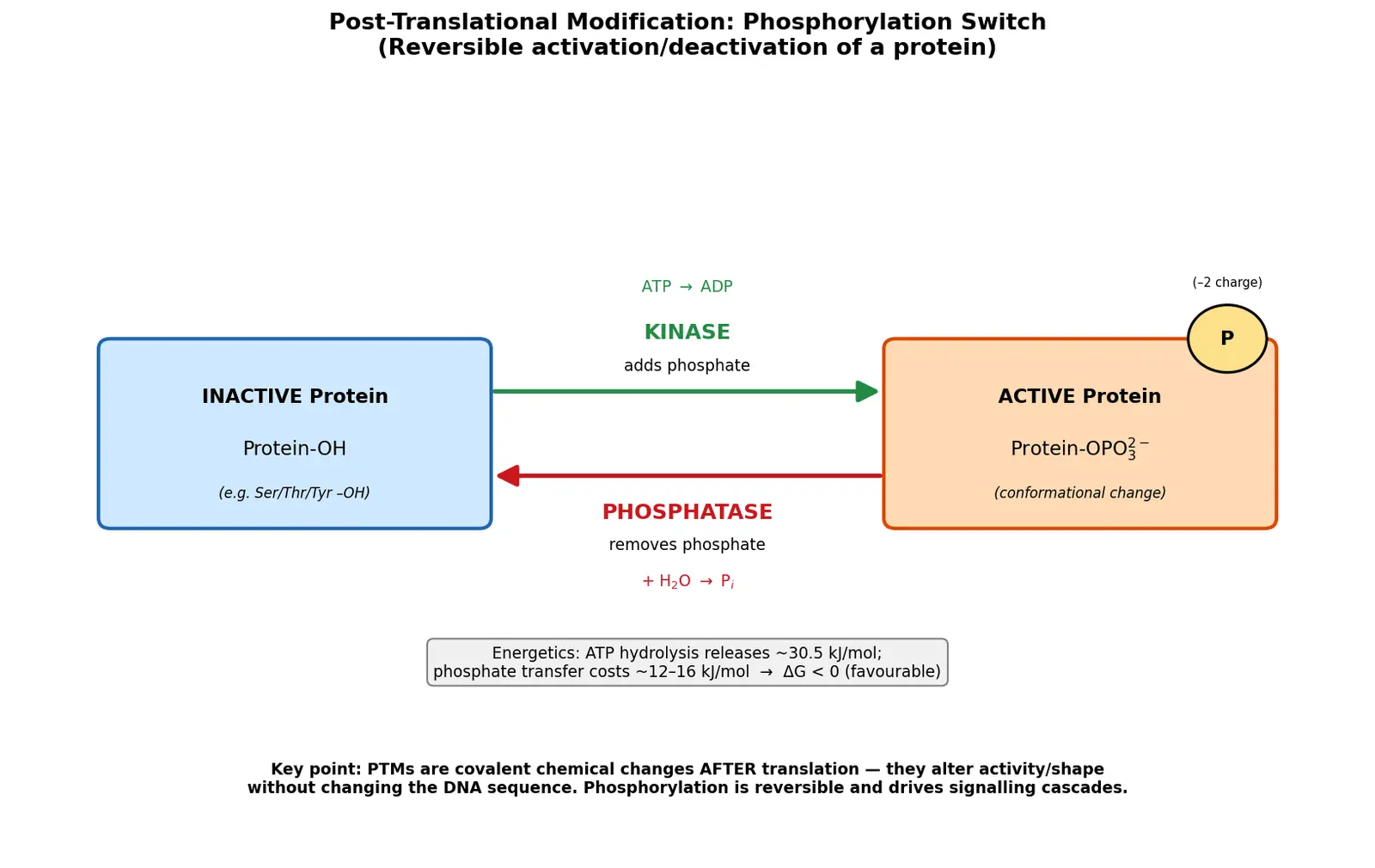 Figure — Explain post-translational modification
