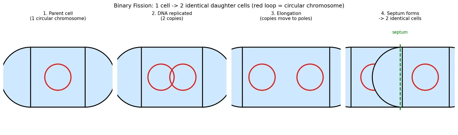 Figure — Describe bacterial reproduction (binary fission)