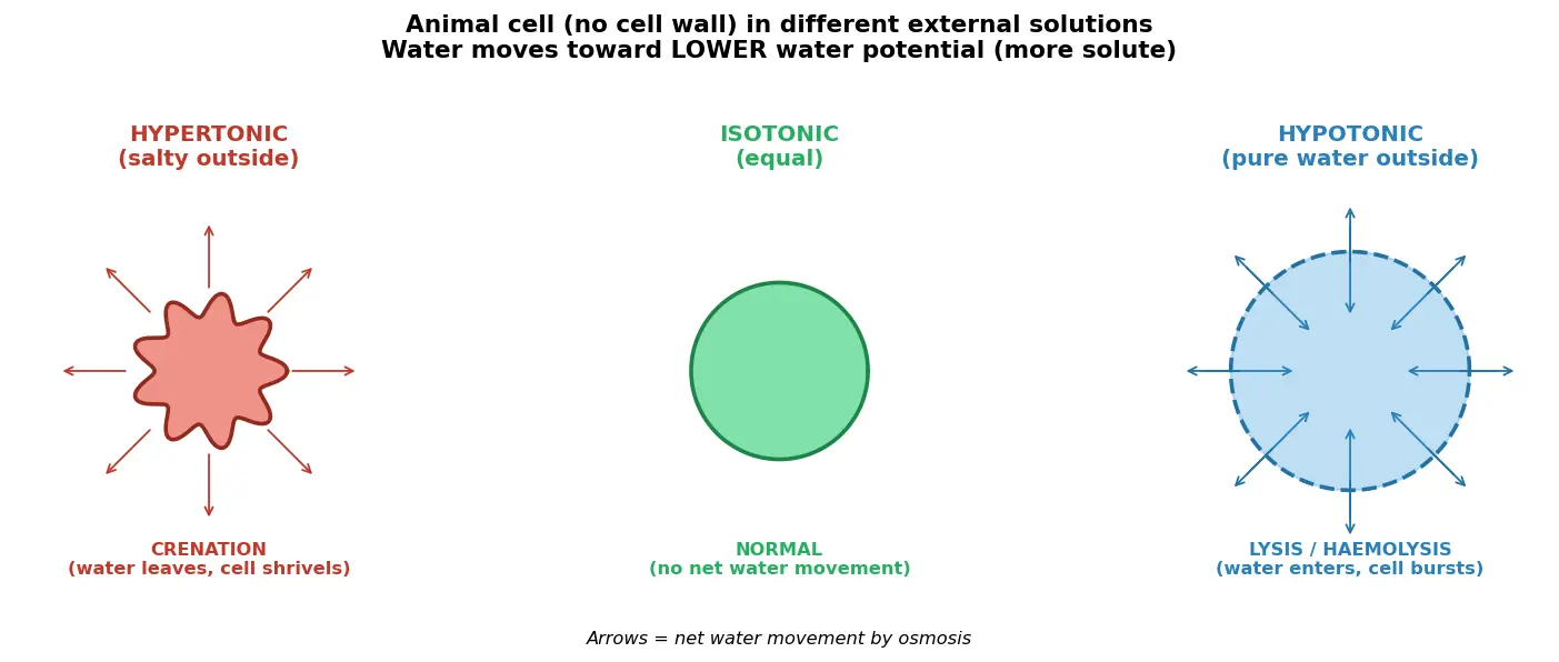 Figure — Explain crenation and lysis in animal cells
