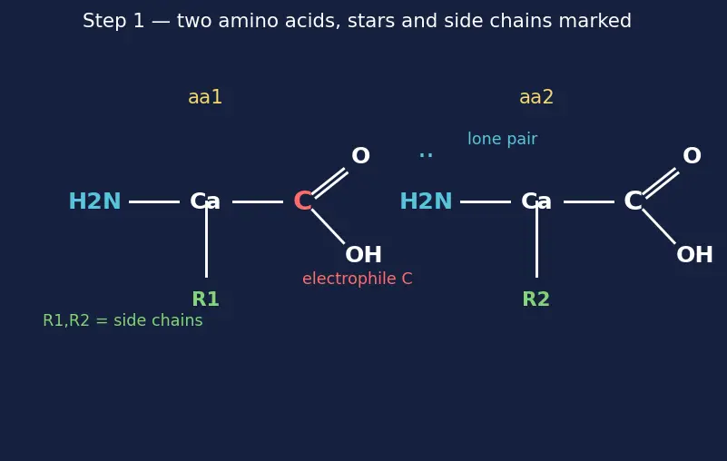 Figure — Peptide bond; primary, secondary, tertiary, quaternary protein structure