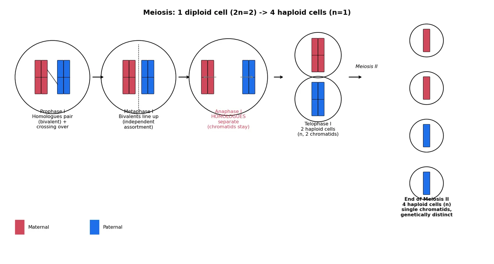 Figure — Describe the stages of meiosis I and II