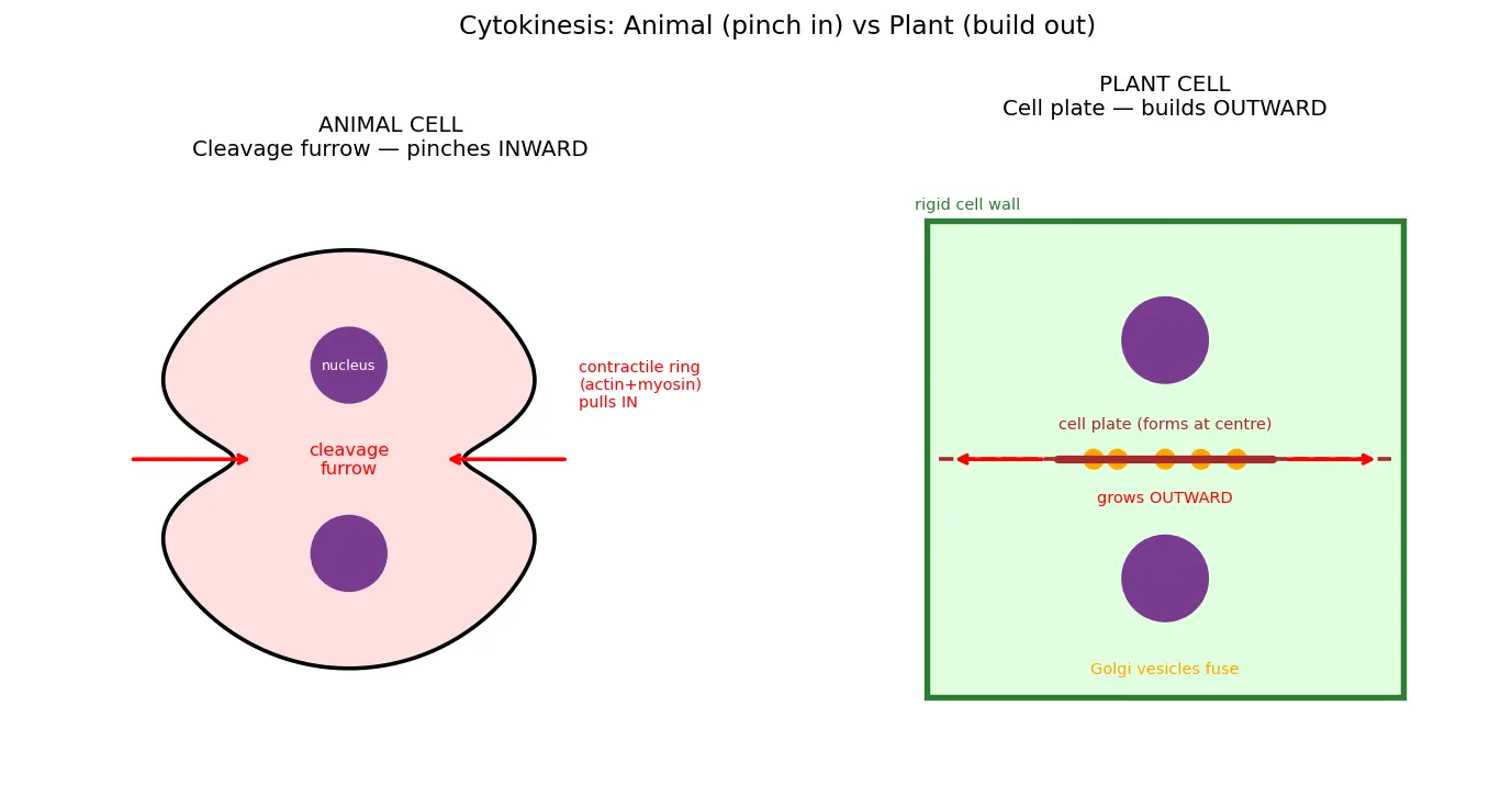 Figure — Describe cytokinesis in plant and animal cells