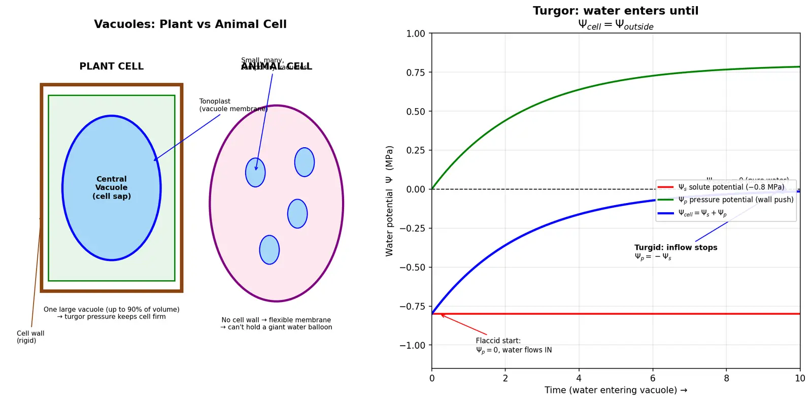 Figure — Explain vacuoles in plant and animal cells