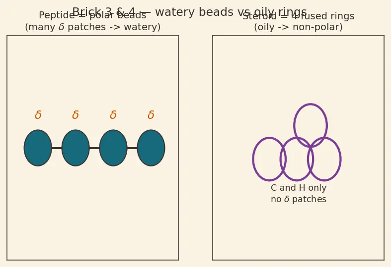 Figure — Hormones — peptide vs steroid (overview)