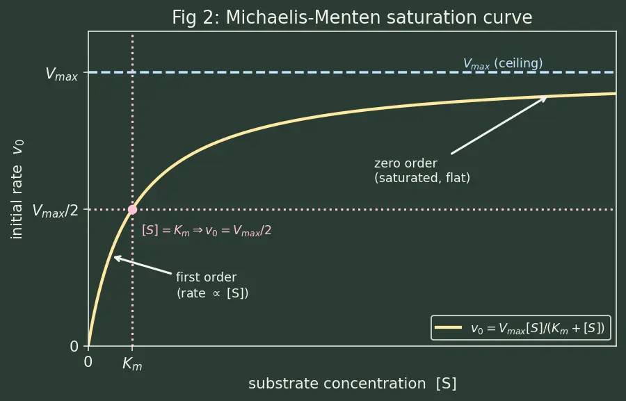 Figure — Enzymes — lock-and-key vs induced fit; Michaelis-Menten kinetics
