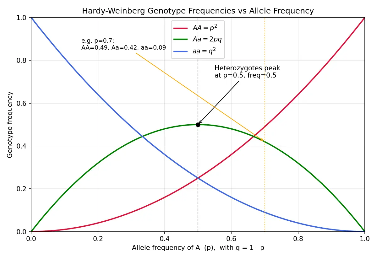 Figure — State the Hardy-Weinberg principle and assumptions