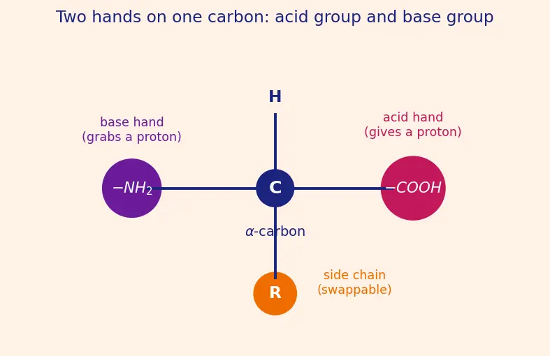 Figure — Amino acids — zwitterion, isoelectric point pI, classification (essential, non-essential)