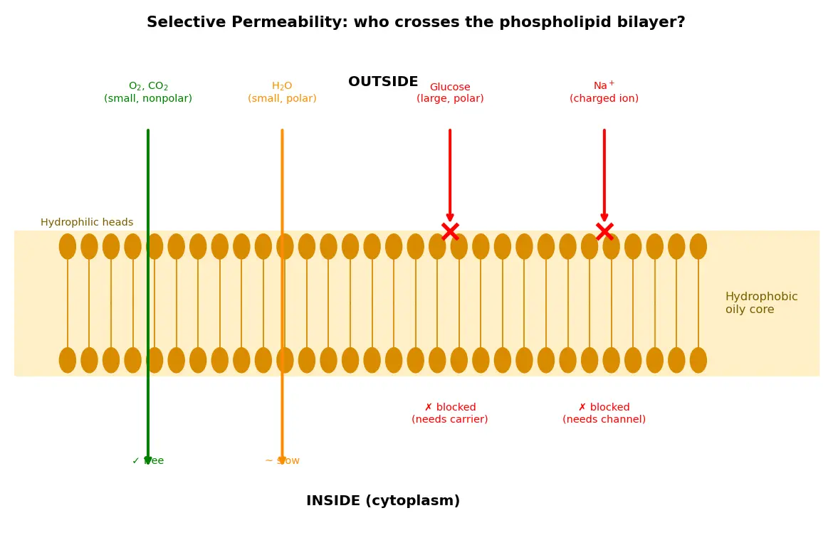 Figure — Describe selective permeability