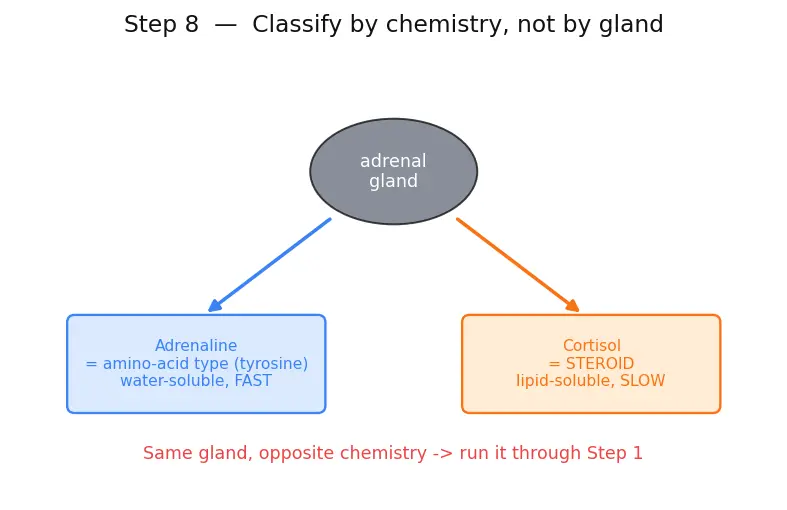 Figure — Hormones — peptide vs steroid (overview)