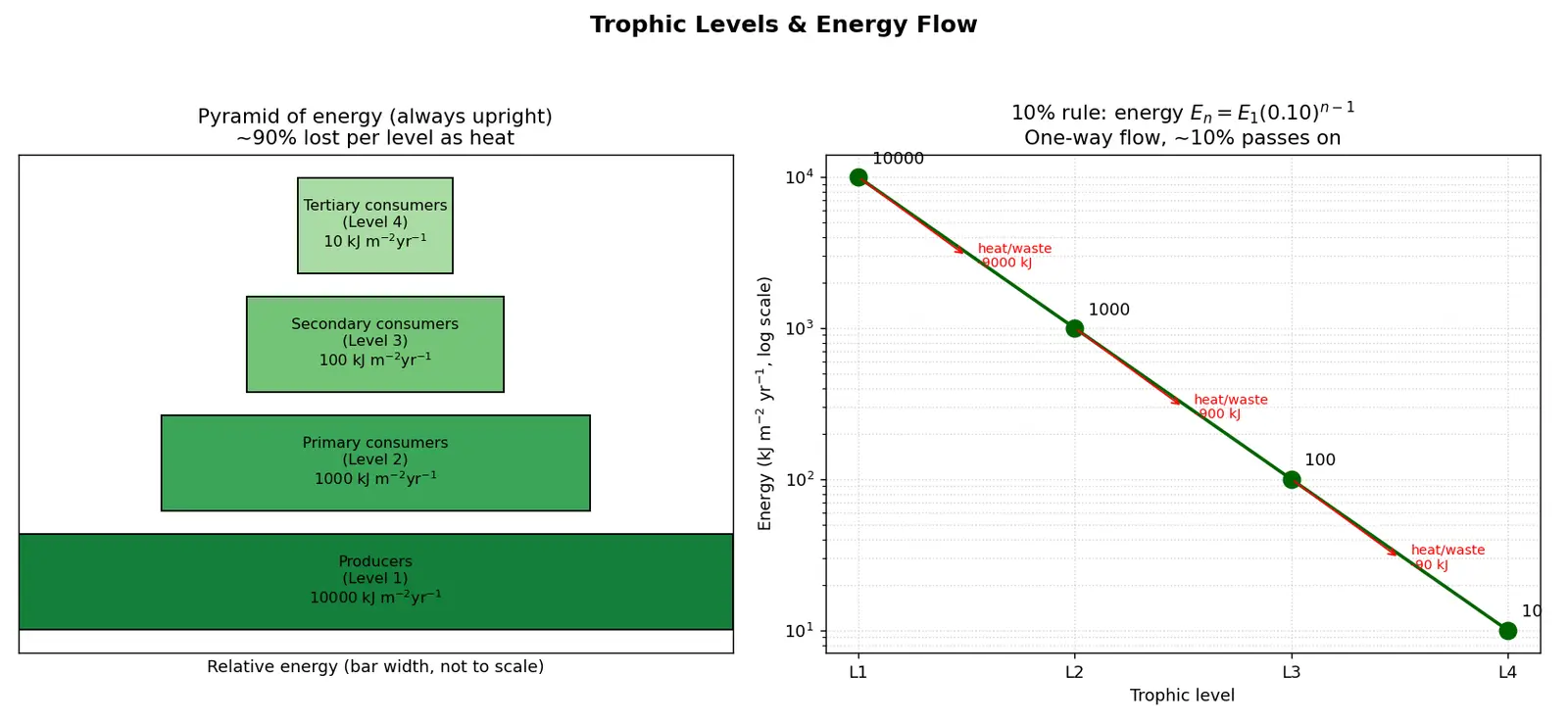 Figure — Describe trophic levels and energy flow