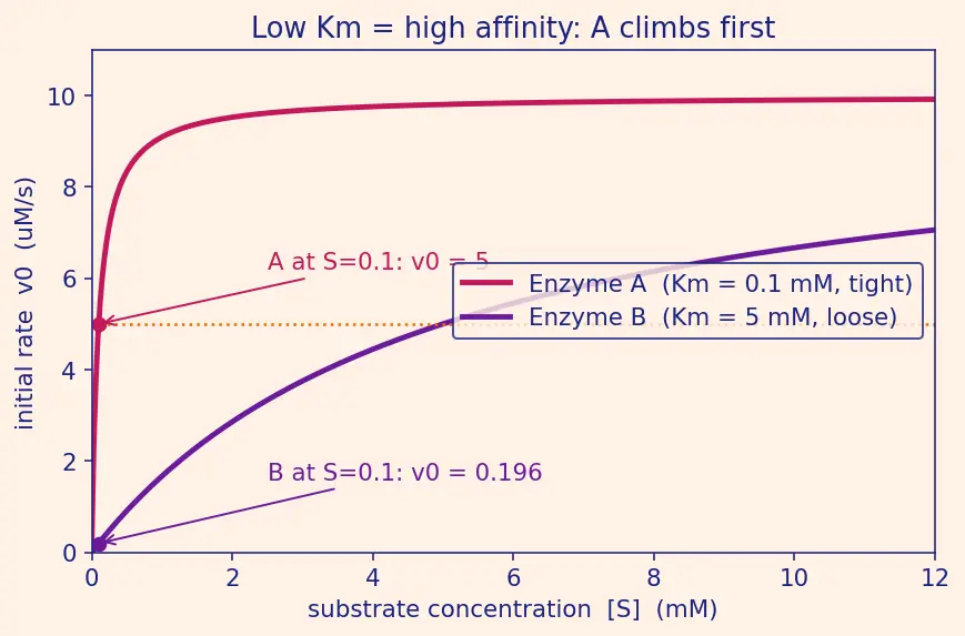 Figure — Enzymes — lock-and-key vs induced fit; Michaelis-Menten kinetics