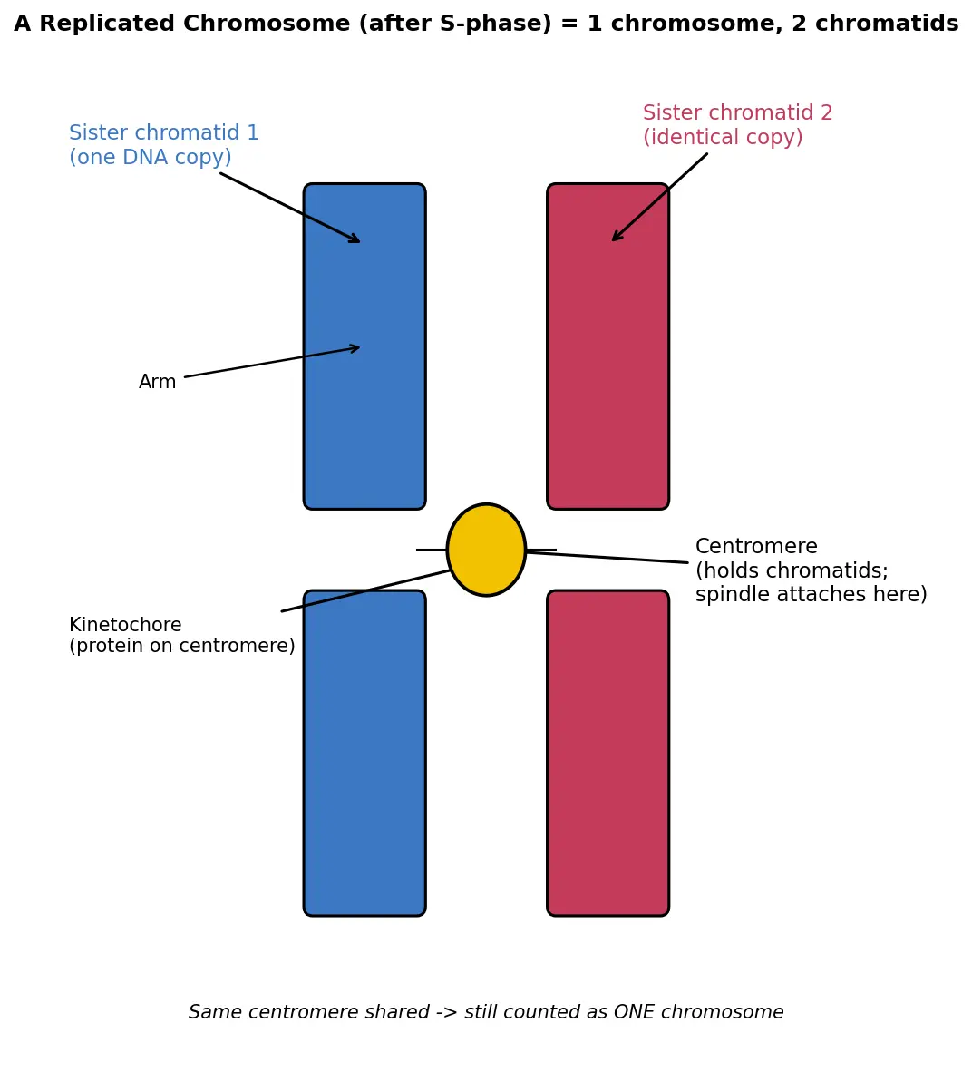 Figure — Describe chromosome structure (chromatid, centromere)