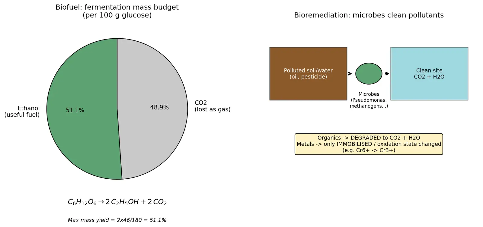 Figure — Explain biofuels and bioremediation