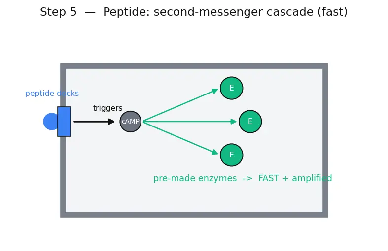 Figure — Hormones — peptide vs steroid (overview)
