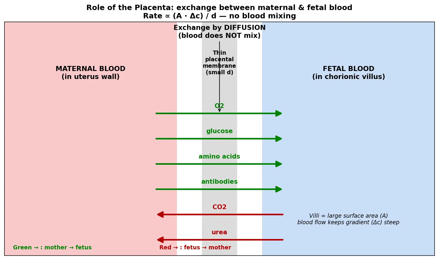Figure — Describe the role of the placenta