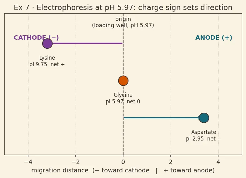 Figure — Amino acids — zwitterion, isoelectric point pI, classification (essential, non-essential)