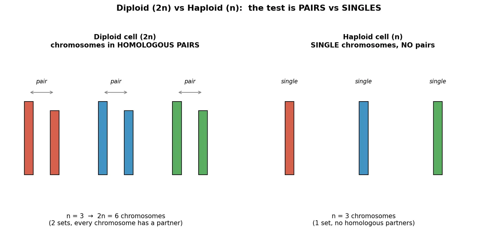 Figure — Distinguish diploid and haploid cells