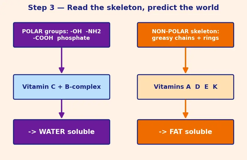 Figure — Vitamins — fat-soluble (A, D, E, K) vs water-soluble (B-complex, C)