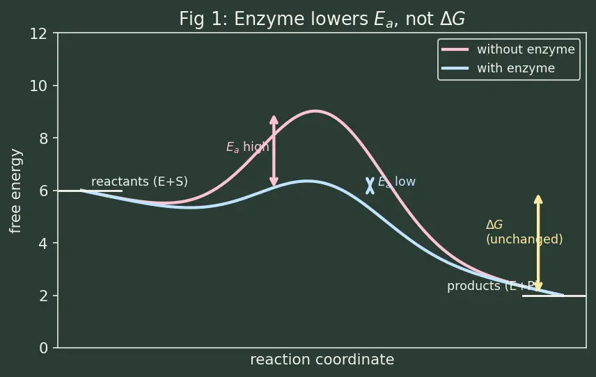 Figure — Enzymes — lock-and-key vs induced fit; Michaelis-Menten kinetics