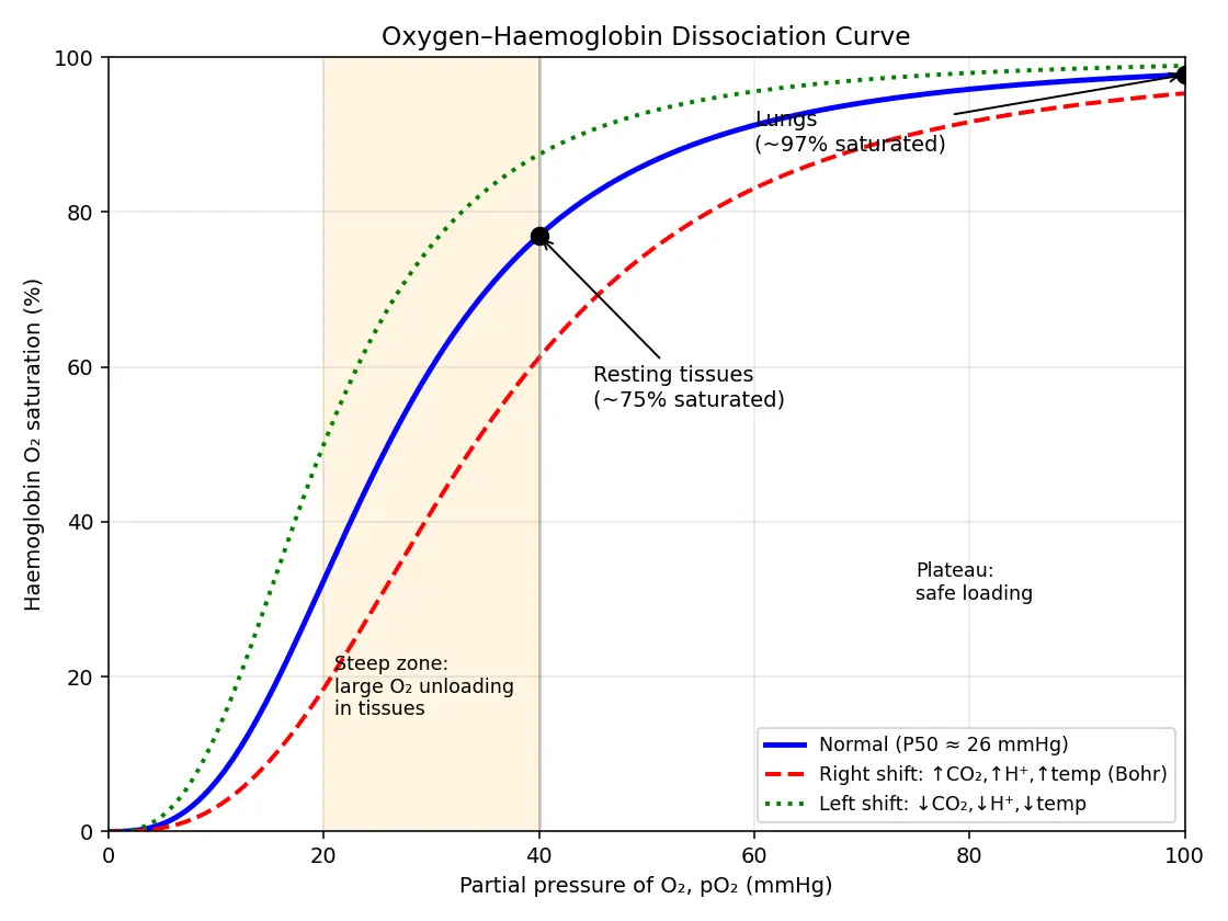 Figure — Describe oxygen and CO2 transport in blood